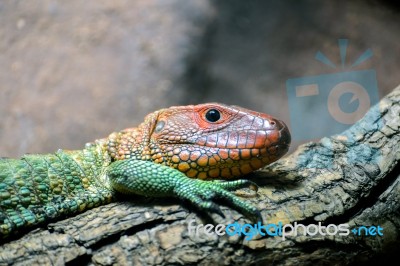 Northern Caiman Lizard (dracaena Guianensis) Stock Photo Northern Caiman Lizard (dracaena Guianensis) Stock Photo