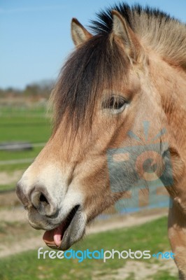 Norwegian Fjord Horse Stock Photo