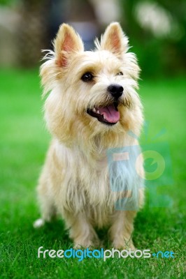 Norwich Terrier Stock Photo