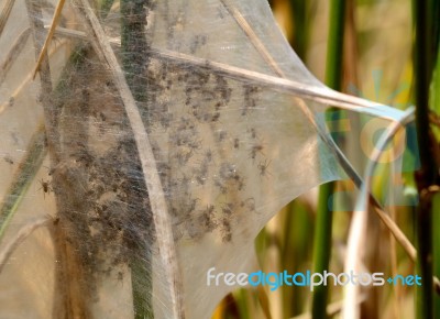 Nursery Web Spider Spiderlings Stock Photo