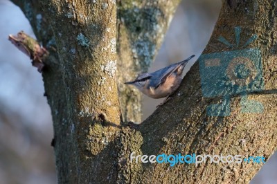 Nuthatch Perched On A Tree Near Weir Wood Reservoir Stock Photo