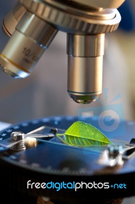 Observation Of A Green Leaf Stock Photo