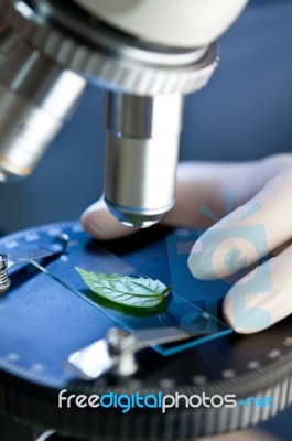 Observation Of A Green Leaf With A Microscope Stock Photo