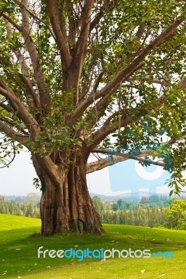 Old Big Tree Stock Photo