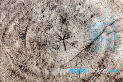 Old Brown Tree Cross Cut Texture Stock Photo