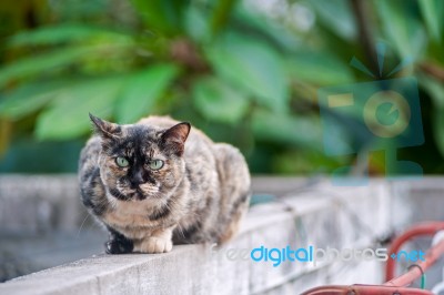 Old Cat With Nature Place Stock Photo