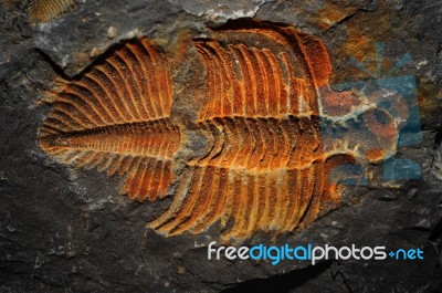 Old Fossil Stock Photo