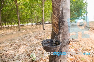 Old Rubber Tree Farm At Thailand As A Source Of Natural Rubber Stock Photo