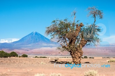 Old Tree Front Of Volcano Licancabur, Atacama Desert Of Chile Stock Photo