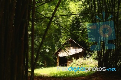Old Wooden Hut In Dark Bamboo Forest Stock Photo