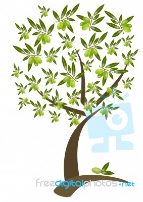 Olive Tree Stock Image