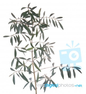 Olive Tree Branch Stock Photo