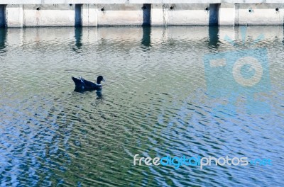 
One Black Duck Struck A Flock Of Swimming In The Single Sculls Stock Photo