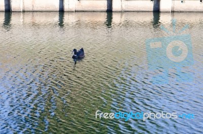 
One Black Duck Struck A Flock Of Swimming In The Single Sculls Stock Photo