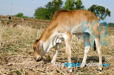 One Brown Calf Graze In The Field On The Farm Stock Photo