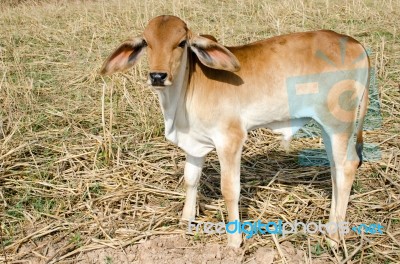 One Brown Calf Graze In The Field On The Farm Stock Photo