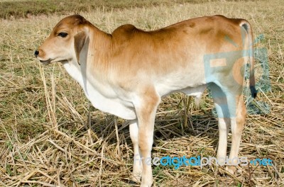 One Brown Calf Graze In The Field On The Farm Stock Photo