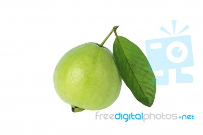 One Guava Stock Photo