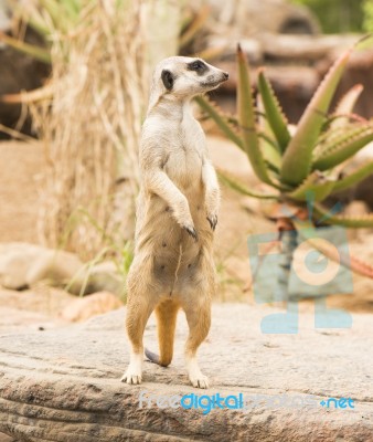 One Meerkat Looking Around Stock Photo