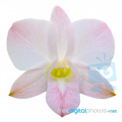 One Orchid Flower Isolated On White Stock Photo