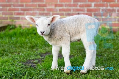 One White Newborn Lamb Standing In Green Grass With Wall Stock Photo