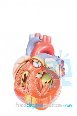 Open Artificial Human Heart Model Front View Stock Photo