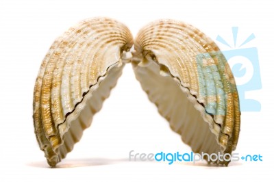 Open Cockle Shell Stock Photo