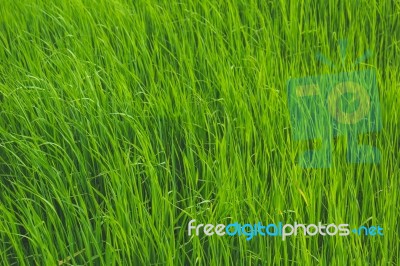 Open Field With Green Grass Stock Photo
