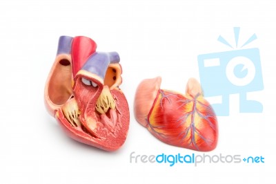 Open Model Of Human Heart Showing Inside Stock Photo