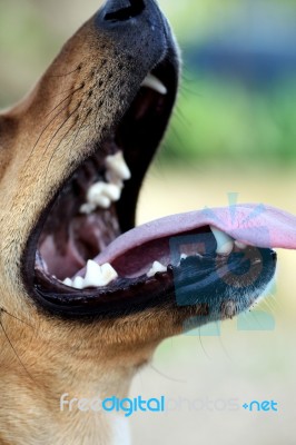 Open Mouth Of Dog Stock Photo