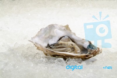 Open Oysters Stock Photo