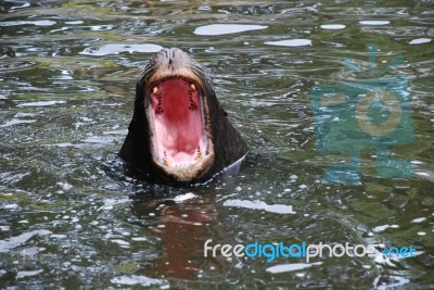 Open Wide Stock Photo