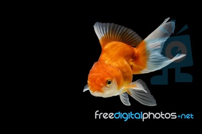 Oranda Gold Fish Isolated  Stock Photo