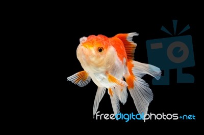Oranda Gold Fish Isolated  Stock Photo