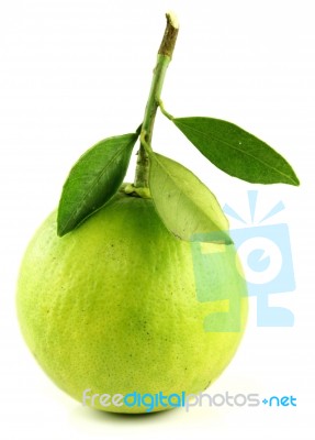 Orange Stock Photo