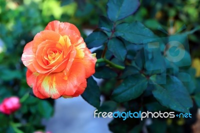 Orange And Yellow Rose Stock Photo