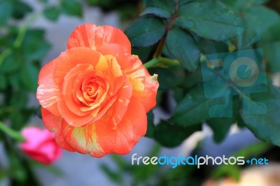 Orange And Yellow Rose Stock Photo