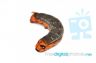 Orange Caterpillar Stock Photo