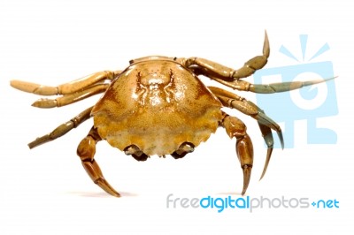 Orange Crab Stock Photo