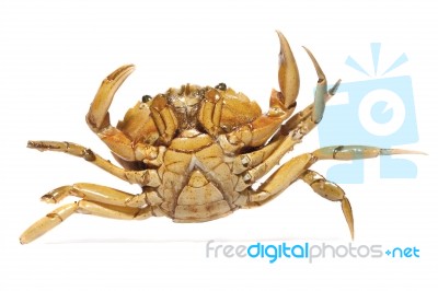 Orange Crab Stock Photo