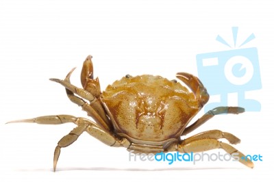 Orange Crab Stock Photo