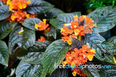 Orange Flowers With Green Leaves Stock Photo