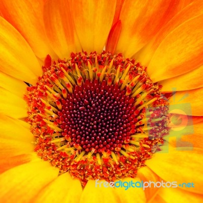 Orange Gerbera Stock Photo