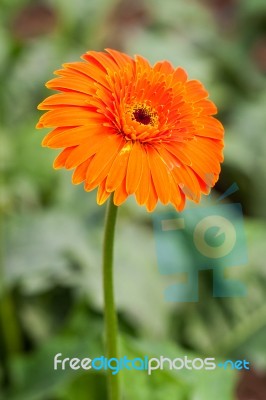 Orange Gerbera Flower Stock Photo