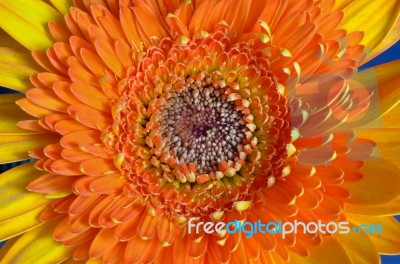 Orange Gerbera Flower Stock Photo