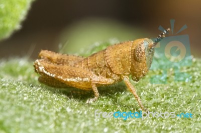 Orange Grasshopper (pezotettix Giornae) Stock Photo