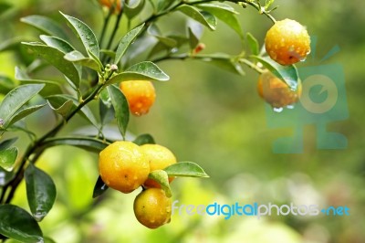 Orange Hanging On A Tree Stock Photo