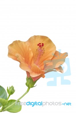 Orange Hibiscus Flower Stock Photo