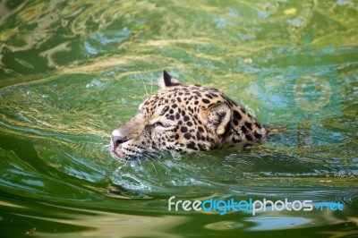 Orange Jaguar Swimming Stock Photo