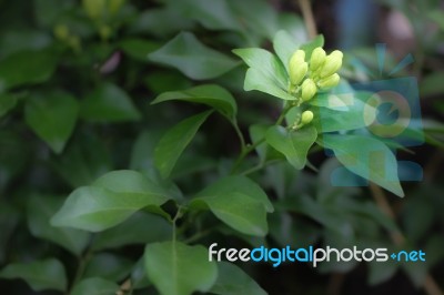 Orange Jessamine Flowers Stock Photo